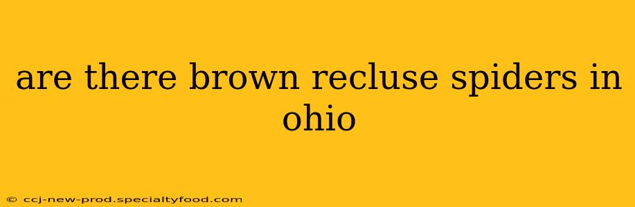 are there brown recluse spiders in ohio