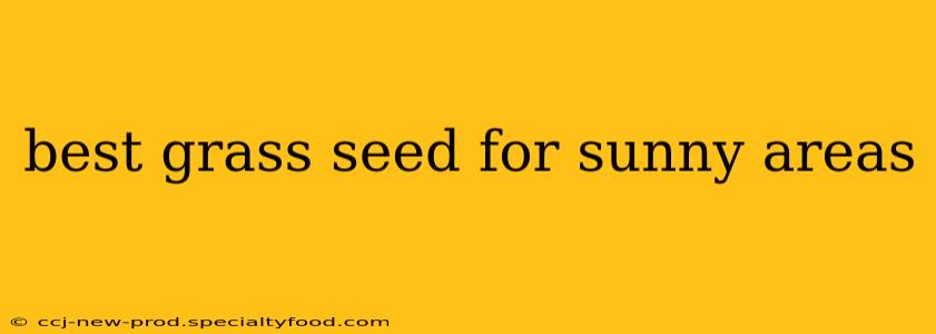 best grass seed for sunny areas