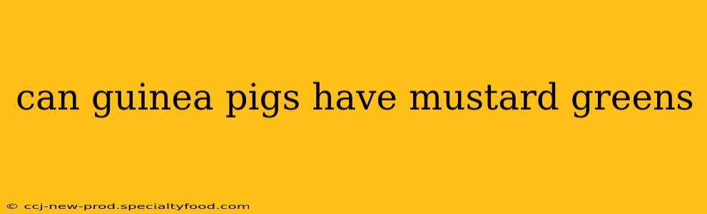 can guinea pigs have mustard greens
