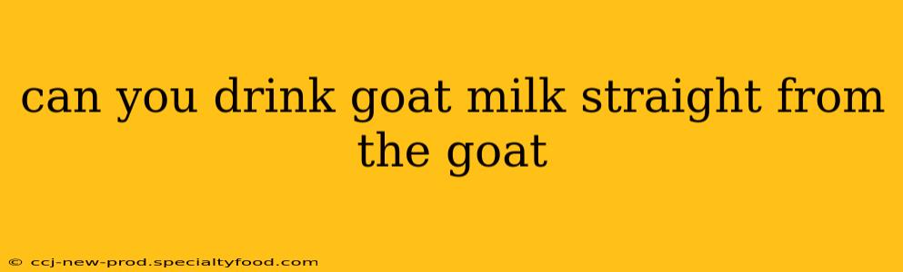 can you drink goat milk straight from the goat