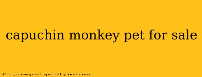 capuchin monkey pet for sale
