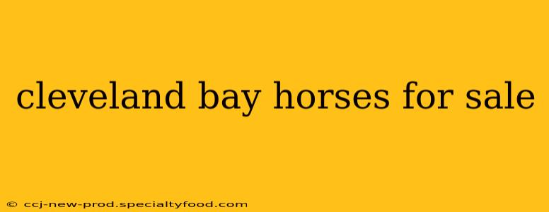 cleveland bay horses for sale