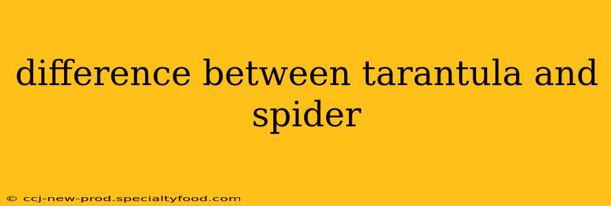 difference between tarantula and spider