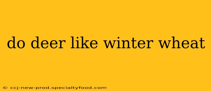 do deer like winter wheat