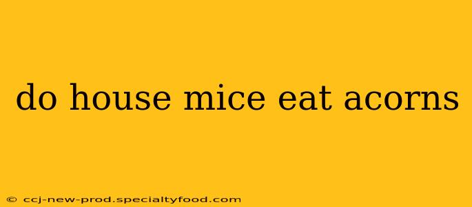 do house mice eat acorns