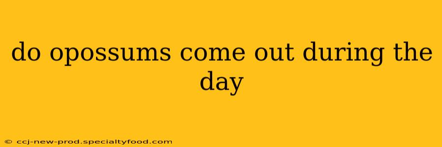 do opossums come out during the day