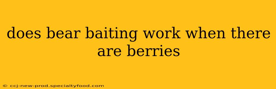 does bear baiting work when there are berries