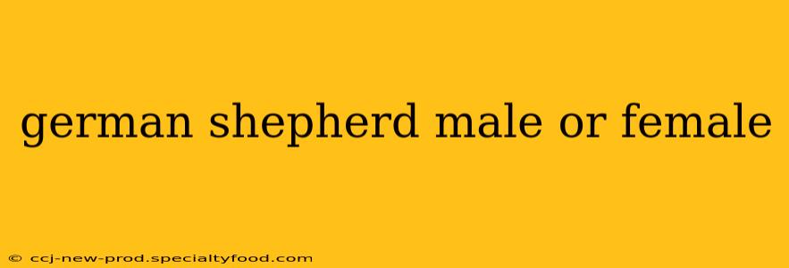 german shepherd male or female