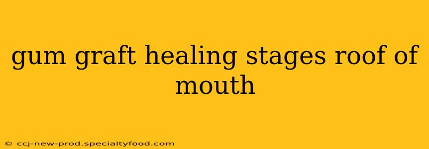 gum graft healing stages roof of mouth