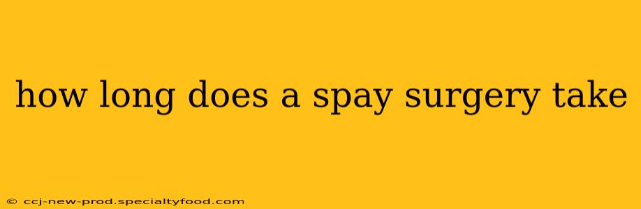 how long does a spay surgery take