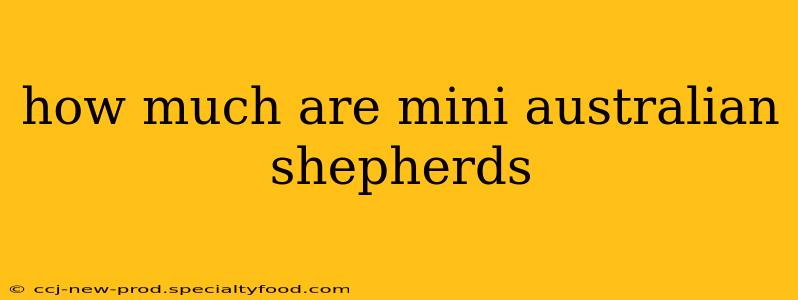 how much are mini australian shepherds