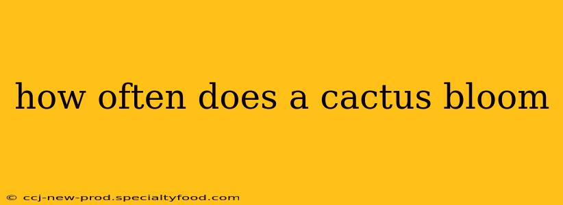 how often does a cactus bloom