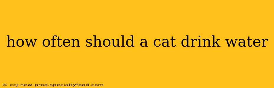how often should a cat drink water