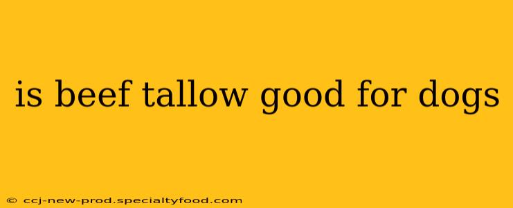 is beef tallow good for dogs