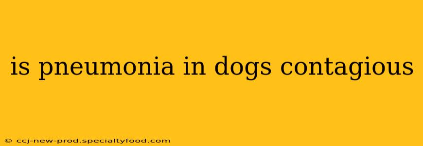 is pneumonia in dogs contagious