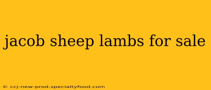 jacob sheep lambs for sale