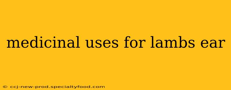 medicinal uses for lambs ear