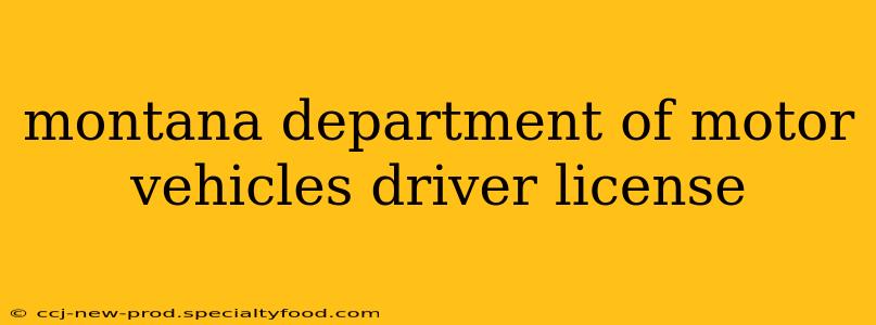 montana department of motor vehicles driver license