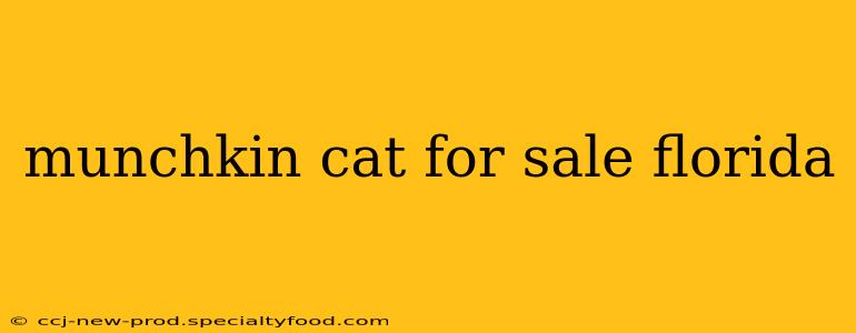 munchkin cat for sale florida
