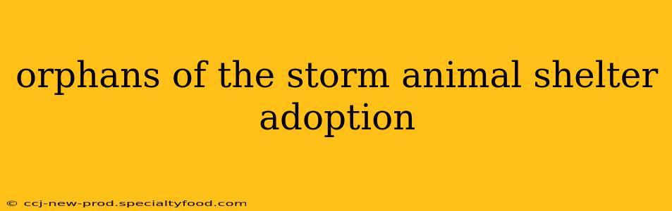 orphans of the storm animal shelter adoption