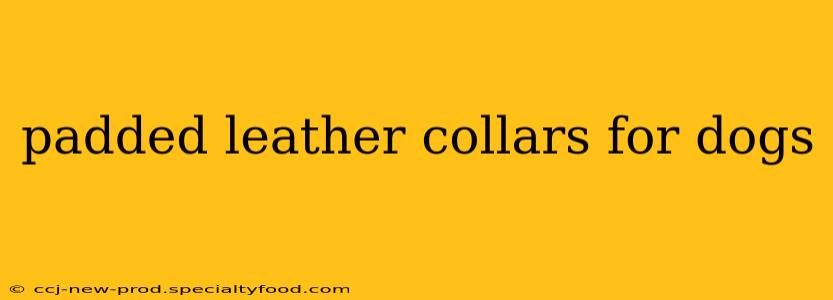 padded leather collars for dogs