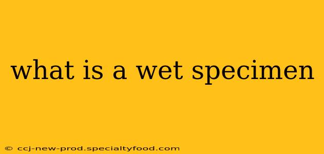 what is a wet specimen