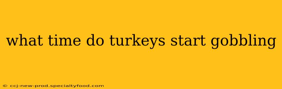 what time do turkeys start gobbling