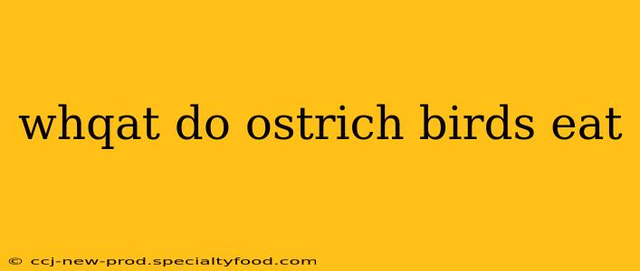 whqat do ostrich birds eat