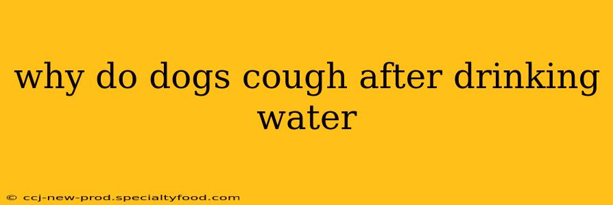 why do dogs cough after drinking water