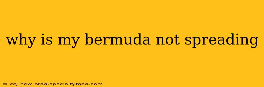why is my bermuda not spreading