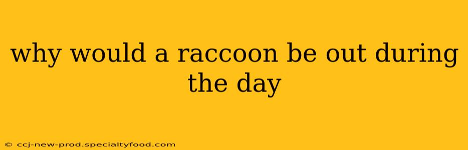 why would a raccoon be out during the day